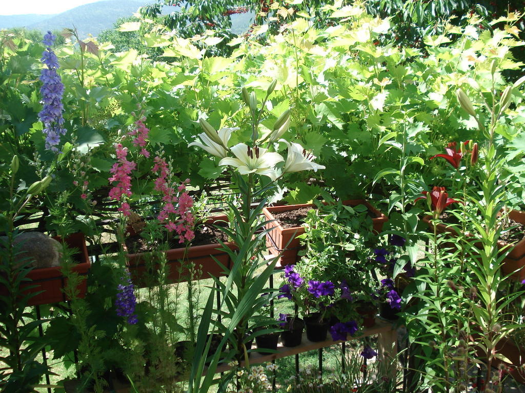Bed and Breakfast Abruzzo Segreto Navelli Exteriér fotografie